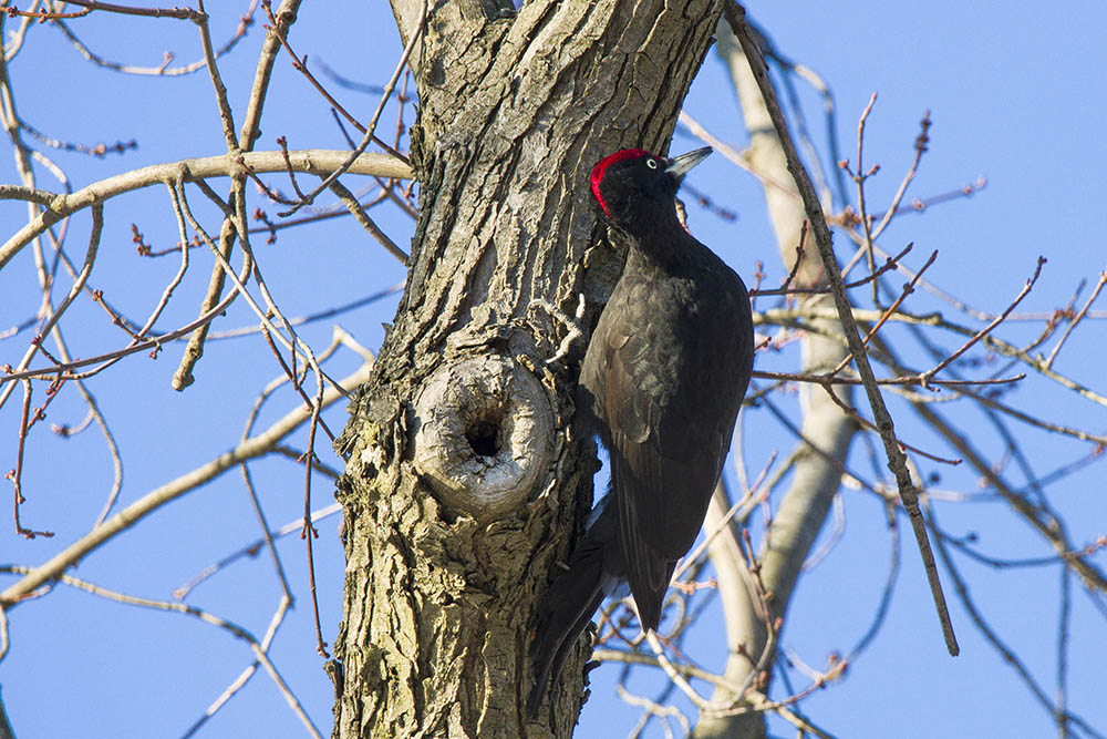 Фотографія Животные / Юрий Артюх / photographers.ua