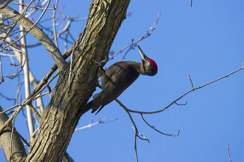 Фотографія Животные / Юрий Артюх / photographers.ua
