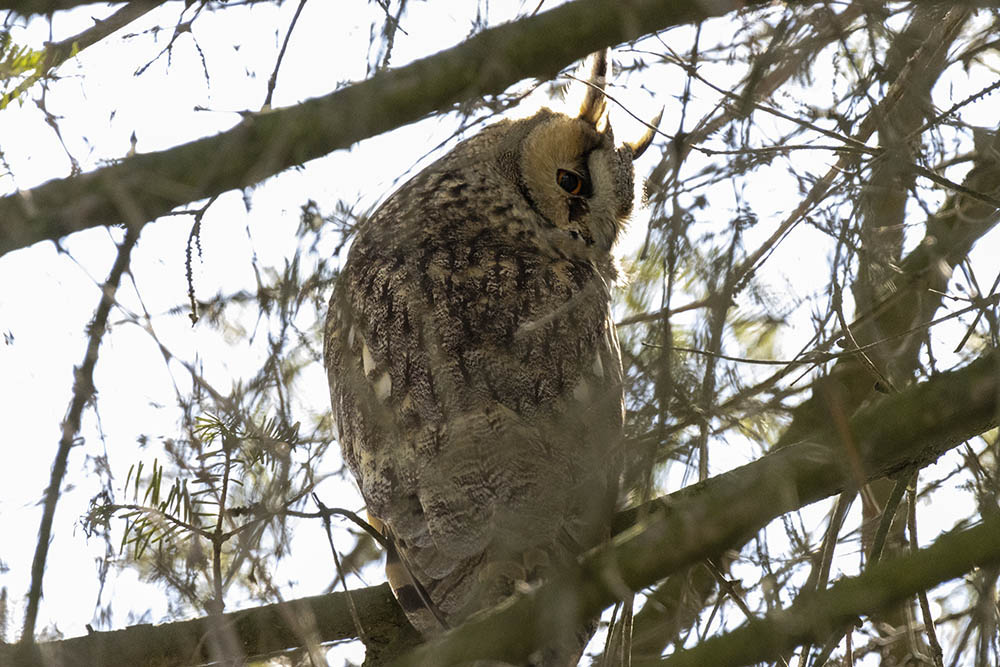 Фотографія Животные / Юрий Артюх / photographers.ua