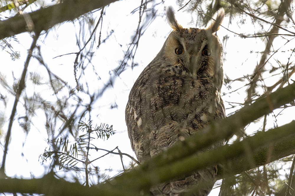 Фотографія Животные / Юрий Артюх / photographers.ua