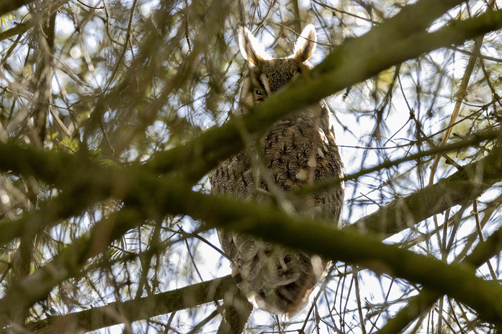 Фотографія Животные / Юрий Артюх / photographers.ua