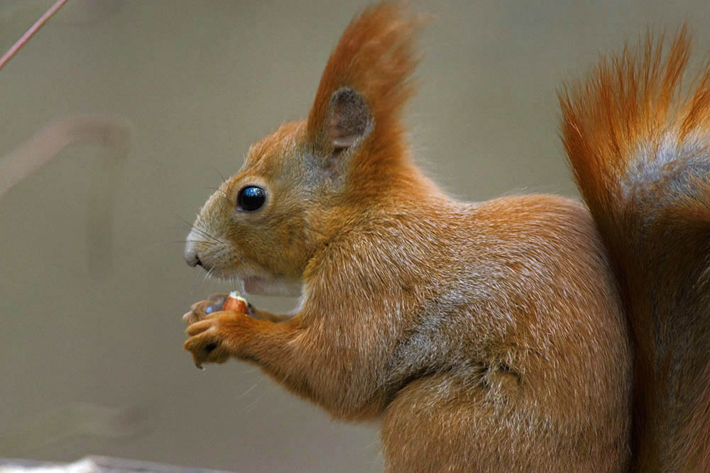 Фотографія Животные / Юрий Артюх / photographers.ua