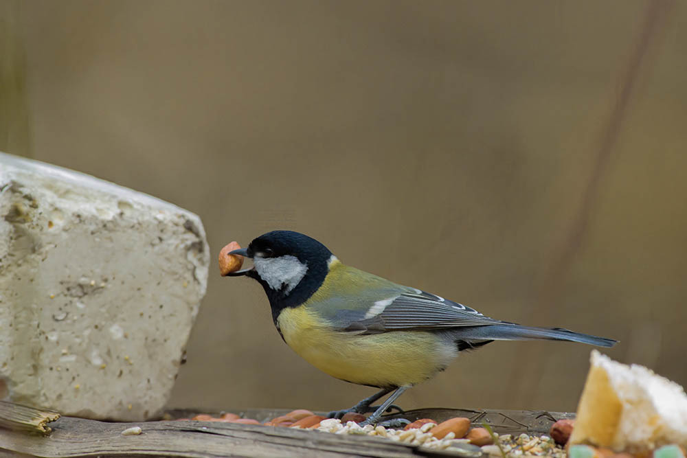 Фотографія Животные / Юрий Артюх / photographers.ua
