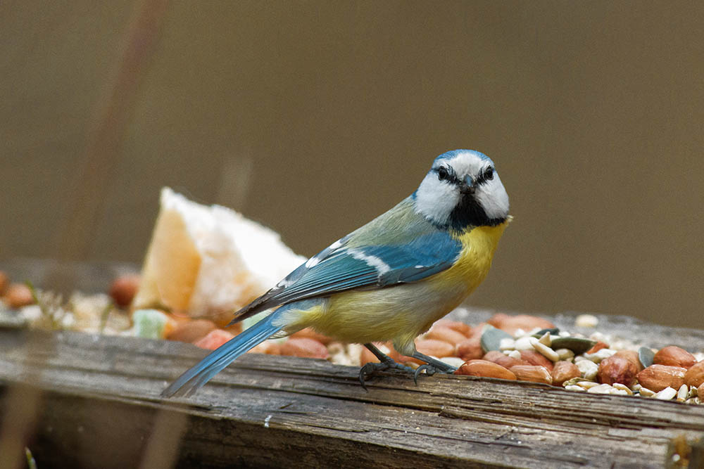 Фотографія Лазоревка / Юрий Артюх / photographers.ua