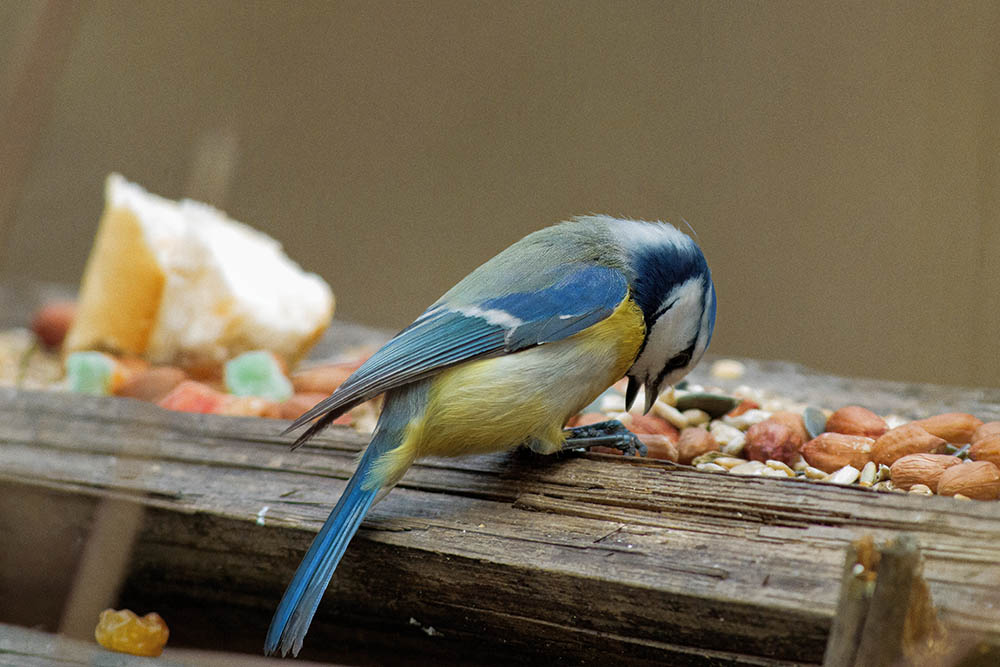 Фотографія Животные / Юрий Артюх / photographers.ua