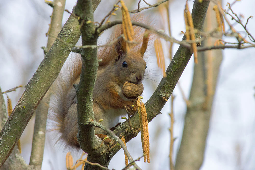 Фотографія Животные / Юрий Артюх / photographers.ua