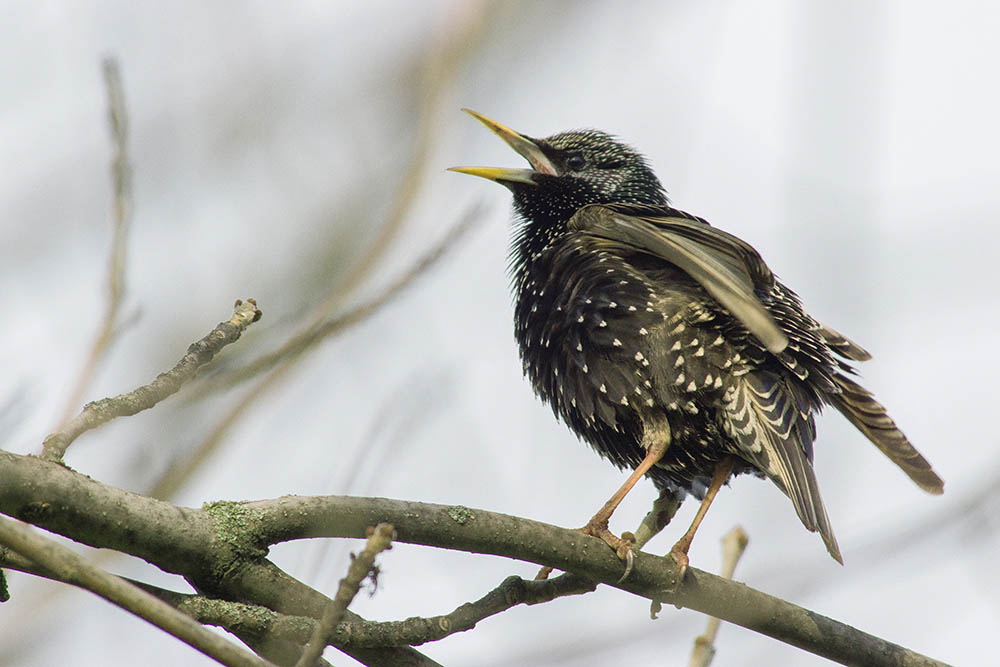 Фотографія Животные / Юрий Артюх / photographers.ua