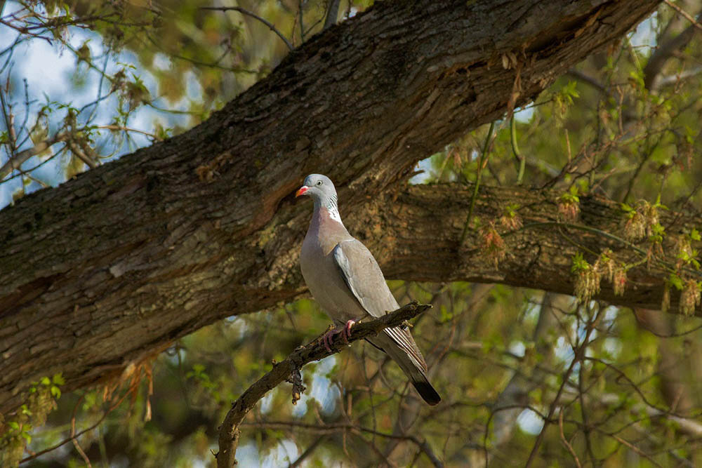 Фотографія Животные / Юрий Артюх / photographers.ua