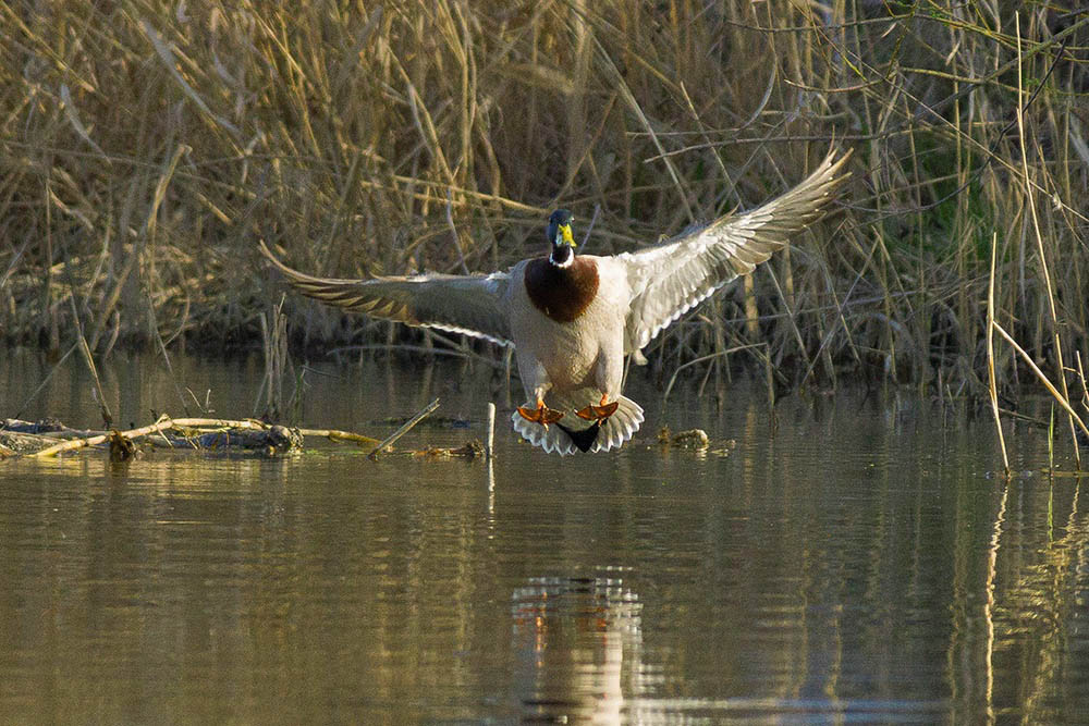 Фотографія Животные / Юрий Артюх / photographers.ua