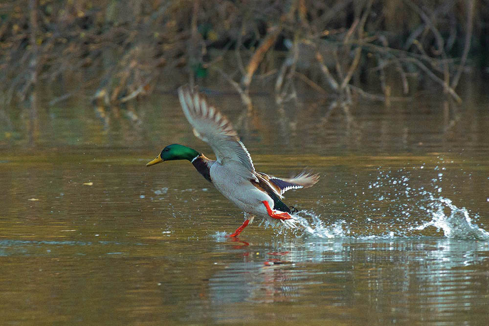 Фотографія Животные / Юрий Артюх / photographers.ua