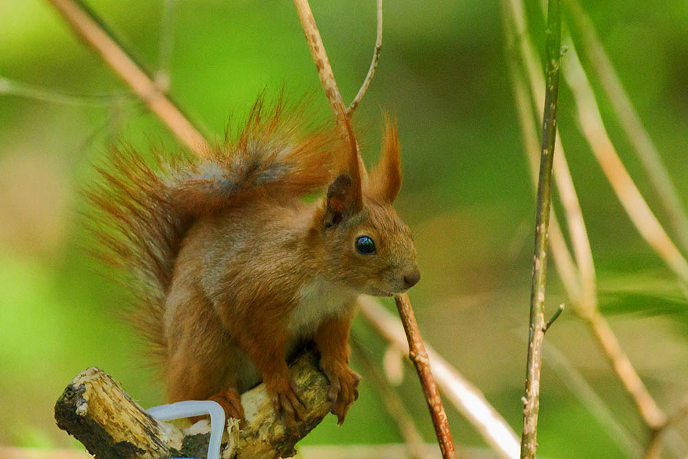 Фотографія Животные / Юрий Артюх / photographers.ua