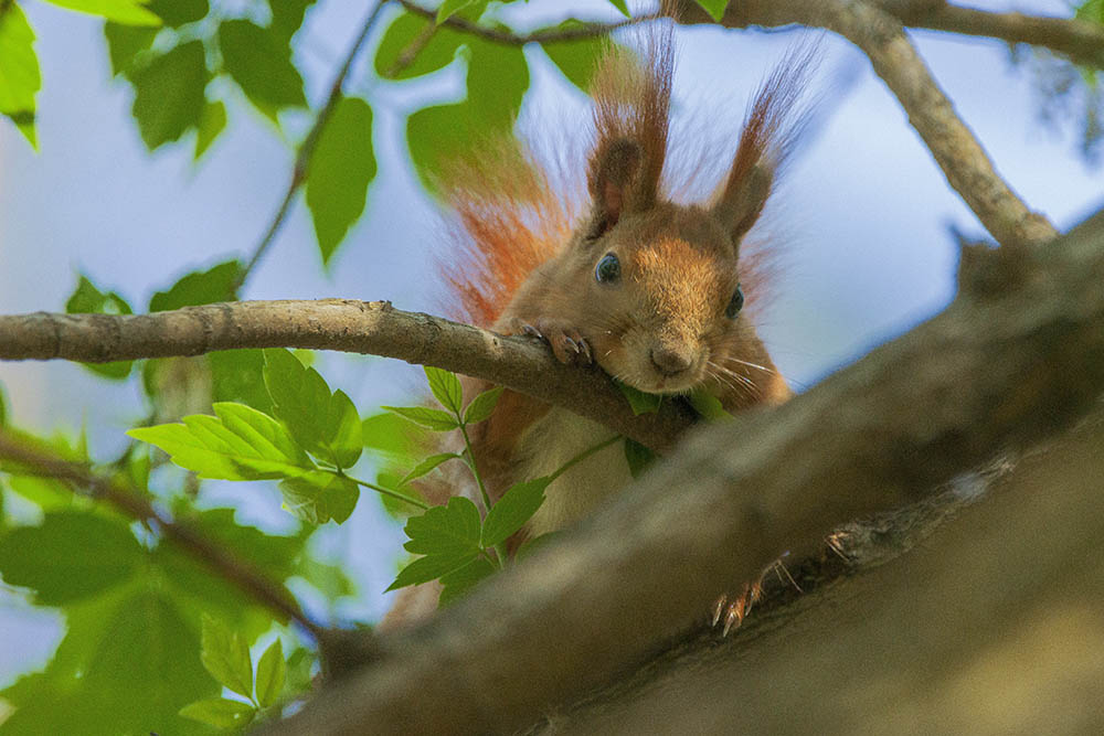 Фотографія Животные / Юрий Артюх / photographers.ua