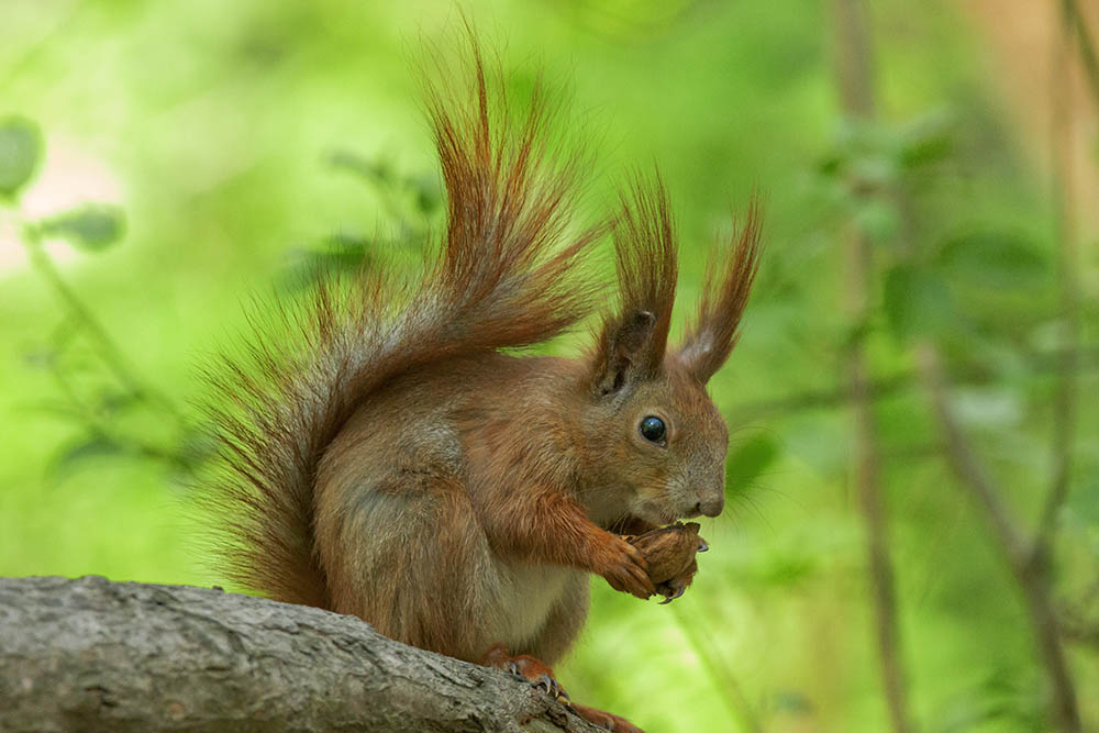 Фотографія Животные / Юрий Артюх / photographers.ua