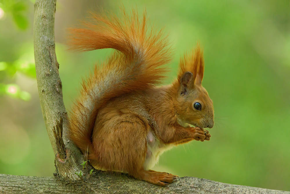 Фотографія Животные / Юрий Артюх / photographers.ua