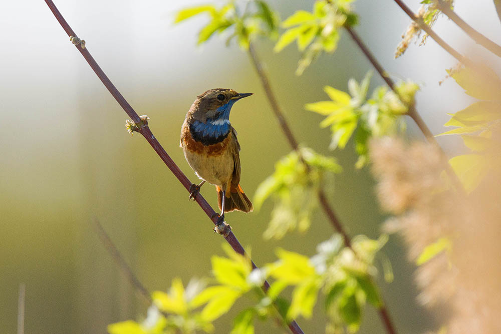 Фотографія Животные / Юрий Артюх / photographers.ua