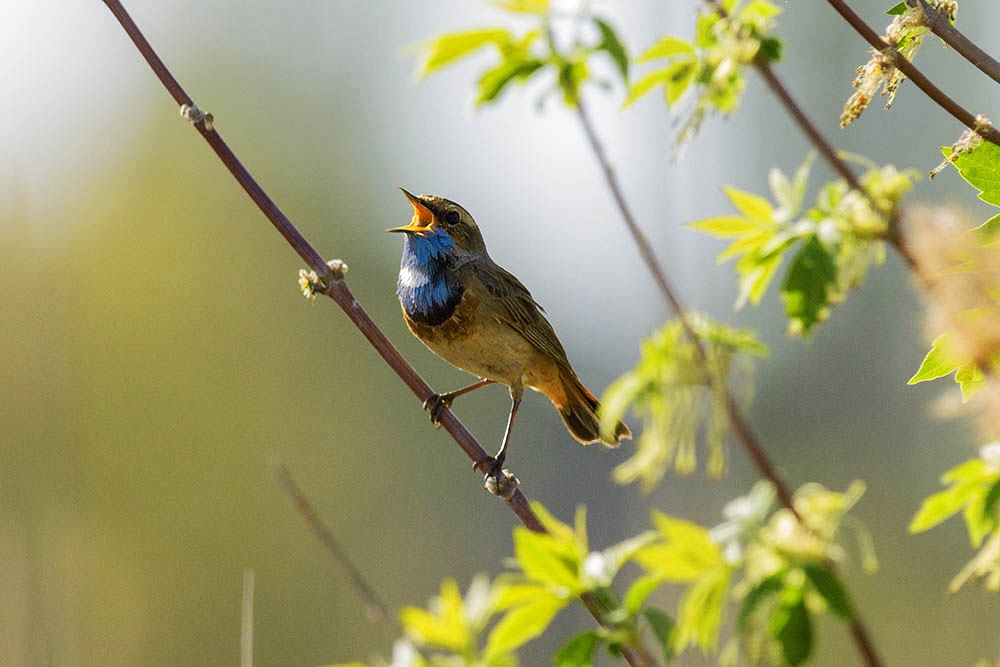 Фотографія Животные / Юрий Артюх / photographers.ua