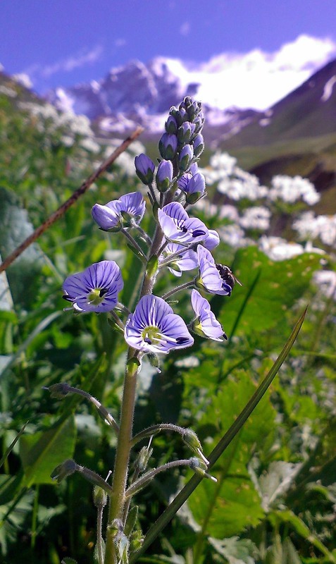 Фотографія Flowers of Svaneti / Андрей Дрогобыцкий / photographers.ua