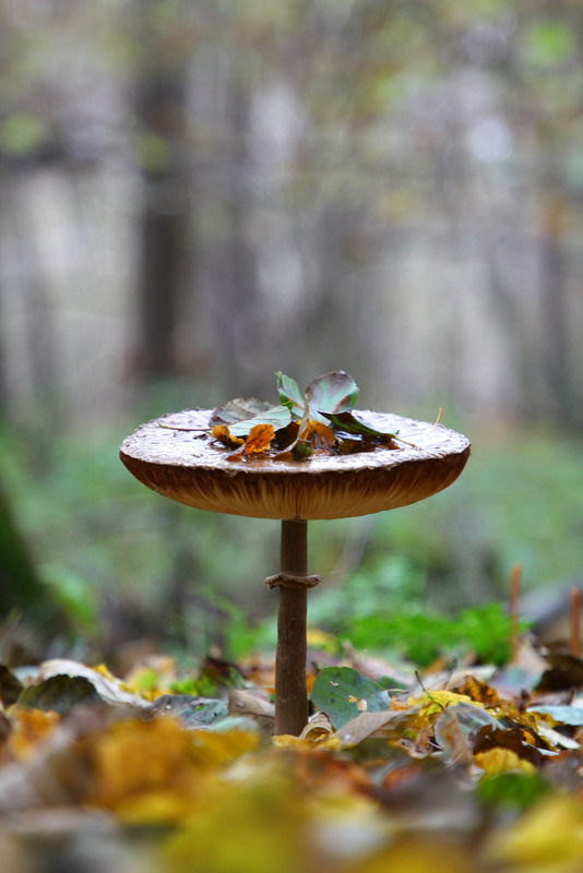 Фотографія Гриб парасолька / Константин Несен / photographers.ua