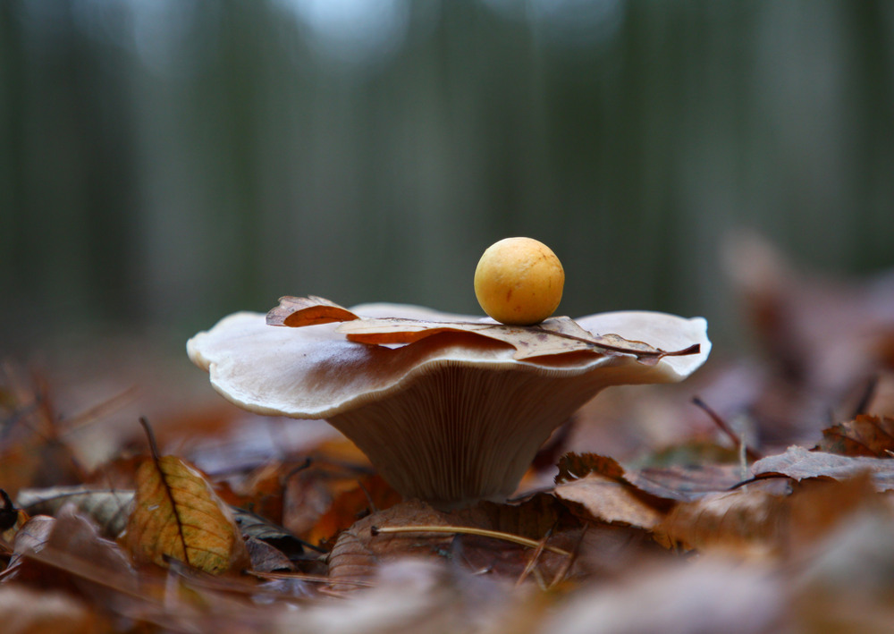 Фотографія Гал / Константин Несен / photographers.ua