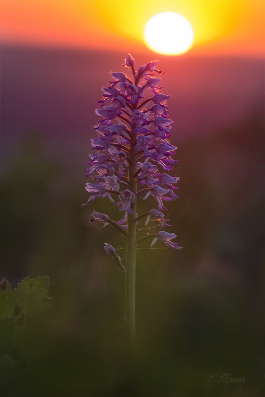 Фотографія Вечер орхидеи / Константин Несен / photographers.ua