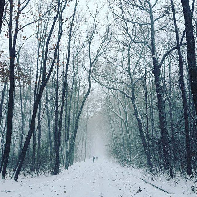Фотографія Winter forest / Anna Vozniak / photographers.ua