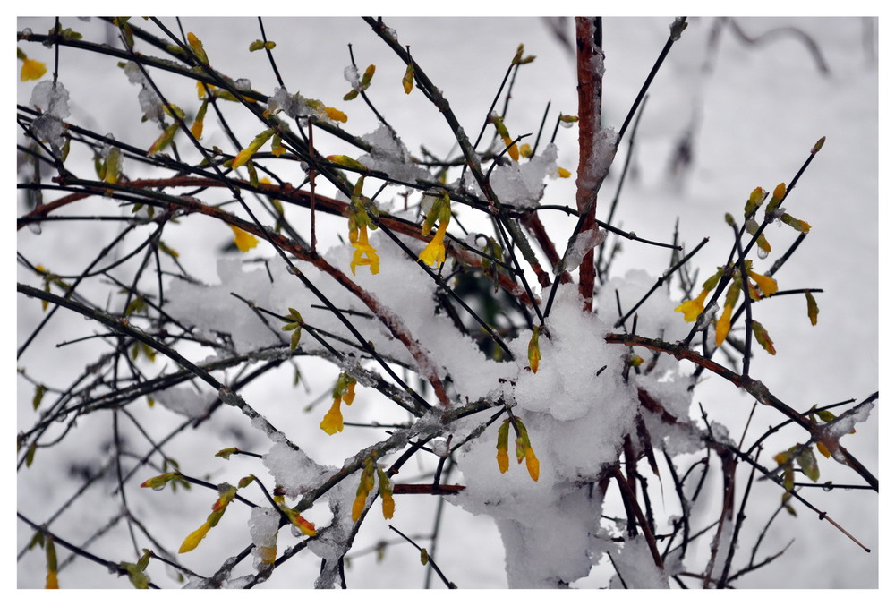 Фотографія Встреча зимы и весны (январь 2018) / Владимир Каминский / photographers.ua