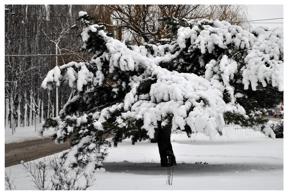 Фотографія Первый снег в Одессе / Владимир Каминский / photographers.ua