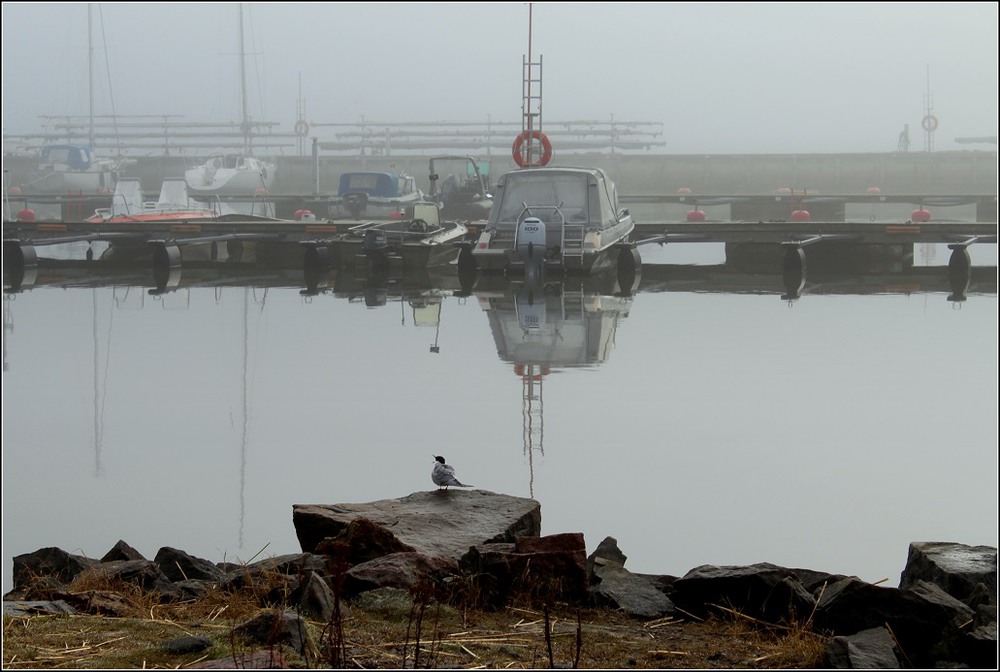 Фотографія Тихая гавань / Ingeborga / photographers.ua