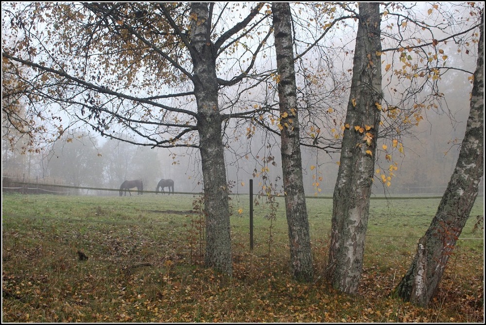 Фотографія В тумане тают осенние деньки / Ingeborga / photographers.ua