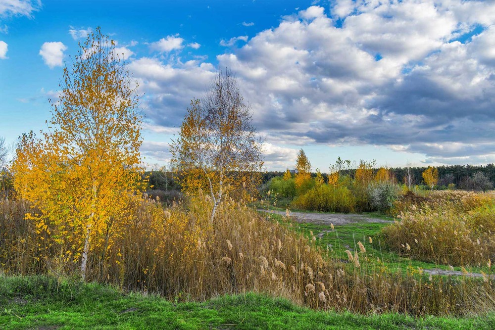 Фотографія Осень, осень, золотые листопады... / Ihor Hurtovyi / photographers.ua