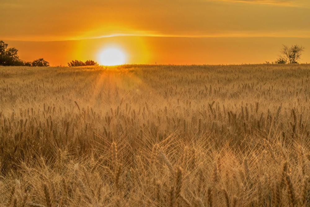 Фотографія Закат над пшеничным полем... / Ihor Hurtovyi / photographers.ua