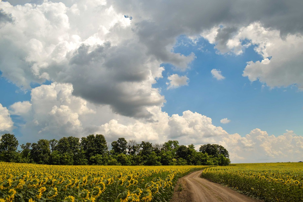 Фотографія Соняшники, неба блакить, життя щаслива мить... / Ihor Hurtovyi / photographers.ua