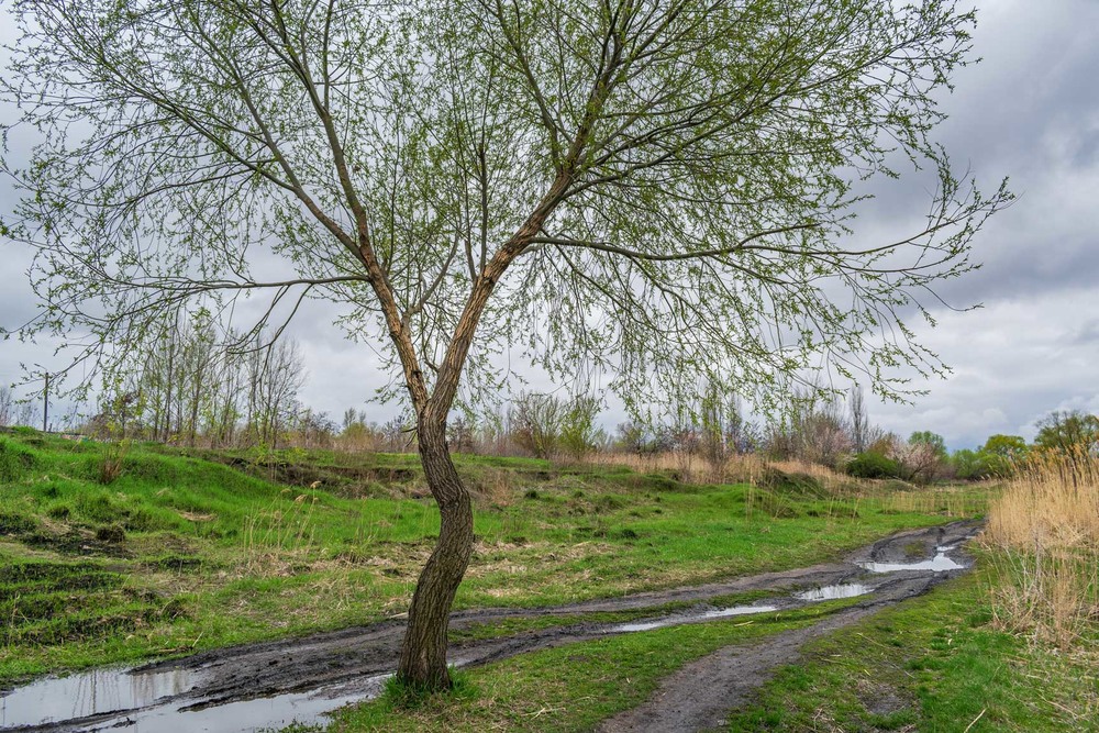 Фотографія Після дощу... / Ihor Hurtovyi / photographers.ua