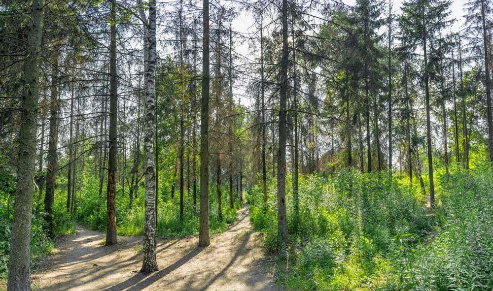Фотографія В лесу / Ihor Hurtovyi / photographers.ua