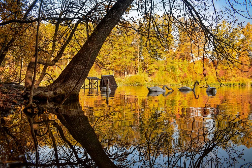 Фотографія Блеск осенних красок... / Ihor Hurtovyi / photographers.ua