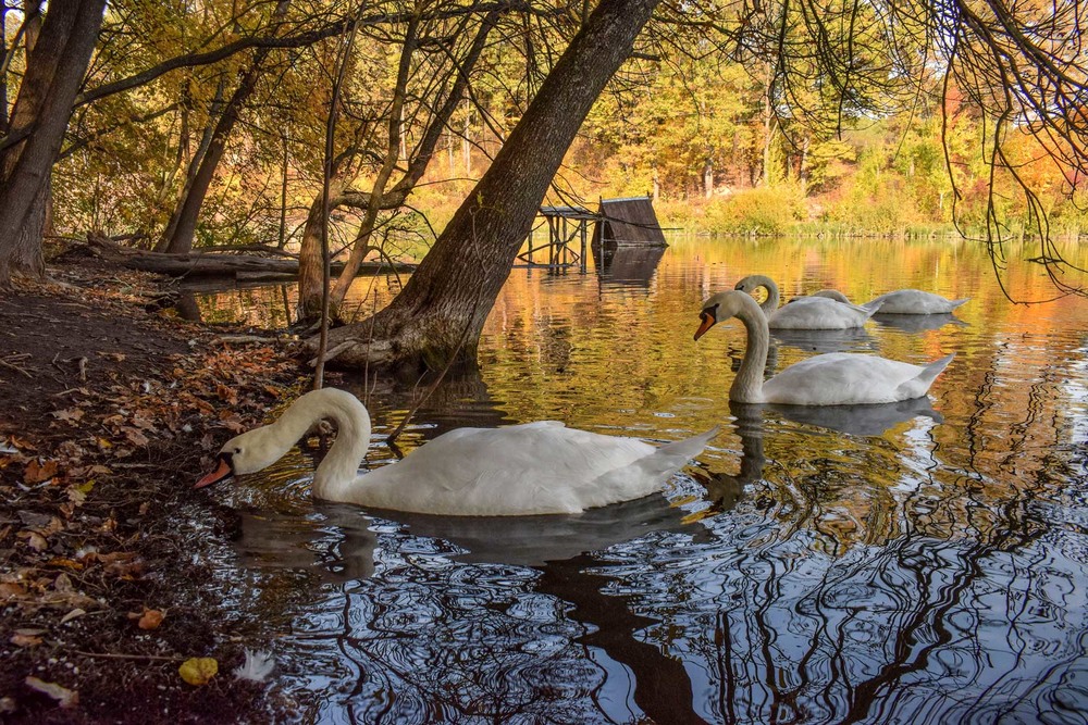 Фотографія Лебединое озеро... / Ihor Hurtovyi / photographers.ua