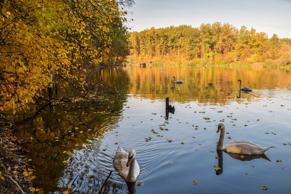 Фотографія Золотая осень над озером... Остановись мгновение!... / Ihor Hurtovyi / photographers.ua