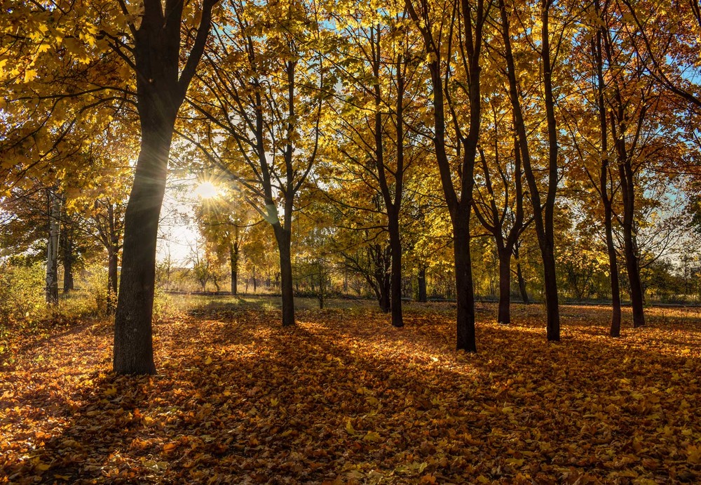 Фотографія Красива осінь вишиває клени... / Ihor Hurtovyi / photographers.ua