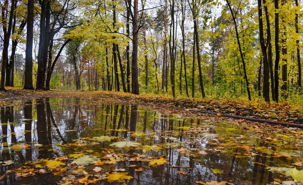 Фотографія Осенью дождливый серый день... / Ihor Hurtovyi / photographers.ua