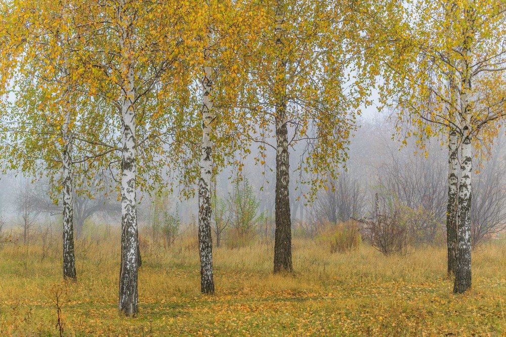 Фотографія Туманний осінній день... / Ihor Hurtovyi / photographers.ua