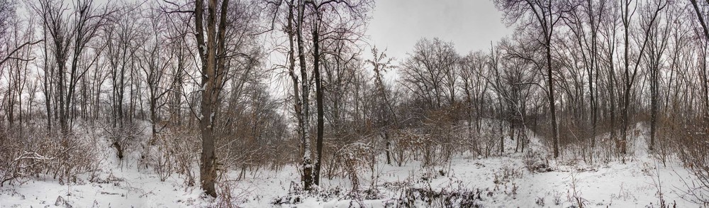 Фотографія Зимние мелодии леса... / Ihor Hurtovyi / photographers.ua