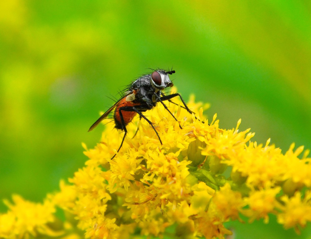 Фотографія И даже мухи бывают приятной наружности в полном расцвете сил... / Ihor Hurtovyi / photographers.ua
