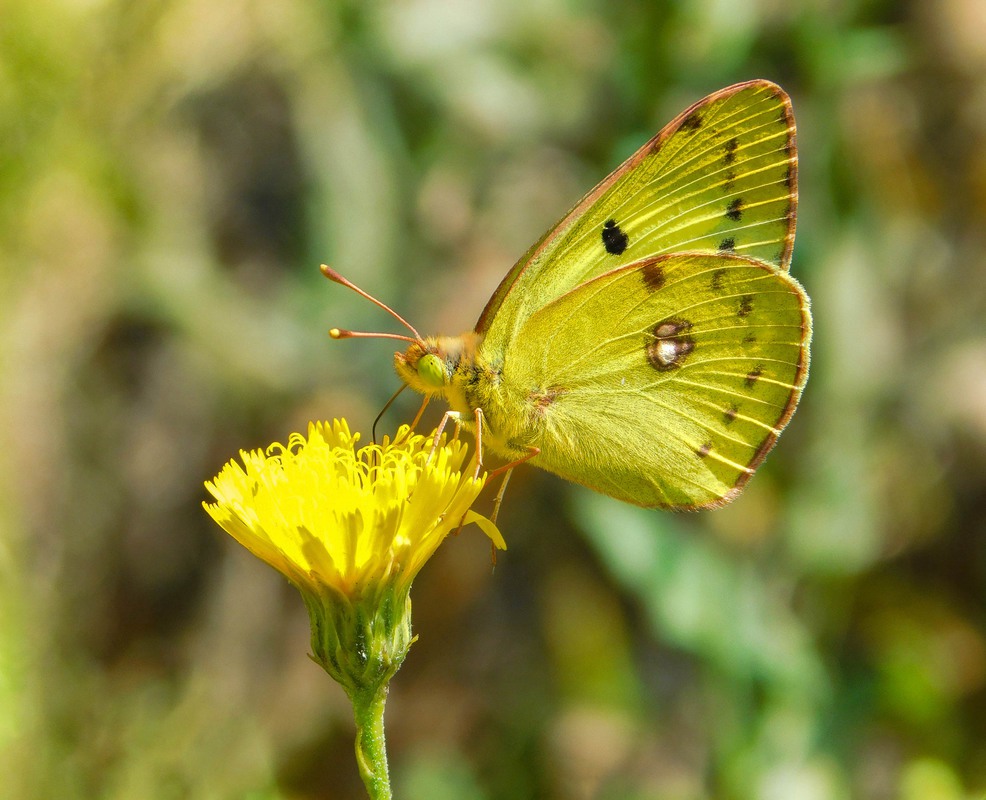 Фотографія Одна бабочка в теплых тонах знойного лета... / Ihor Hurtovyi / photographers.ua