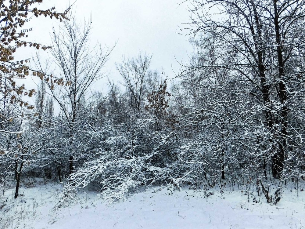 Фотографія На Слобожанщине первый снег... / Ihor Hurtovyi / photographers.ua