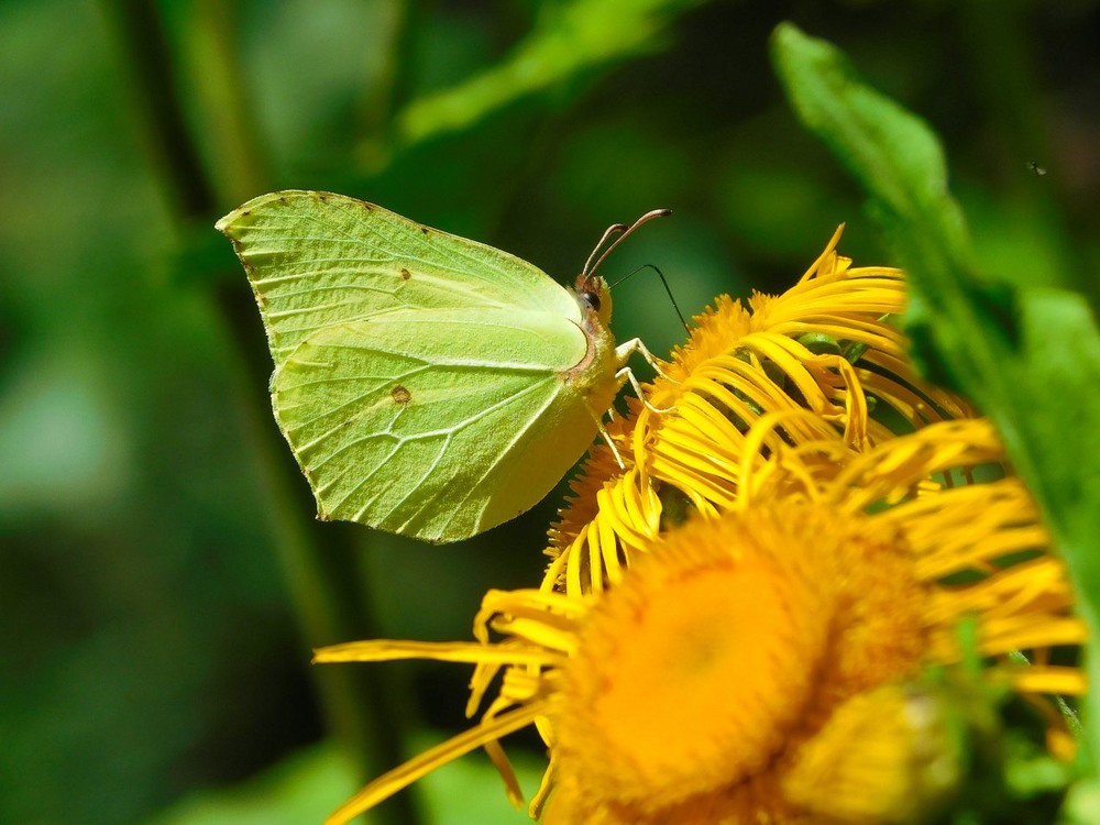 Фотографія Цього метелика ми зустріли в смерековому лісі / Ihor Hurtovyi / photographers.ua