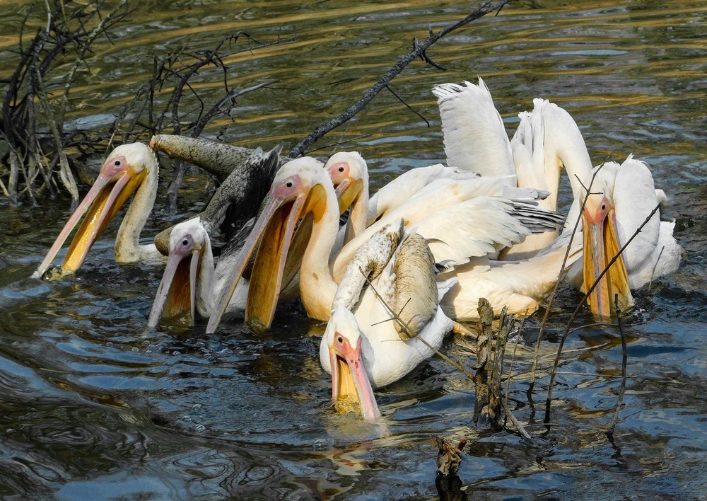 Фотографія В пошуках поживної їжі... (або ранкове полювання пеліканів) / Ihor Hurtovyi / photographers.ua