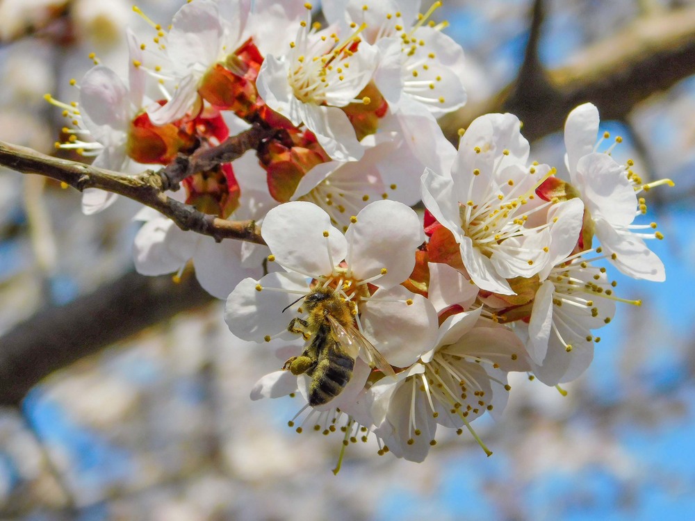 Фотографія Весняний нектар... / Ihor Hurtovyi / photographers.ua
