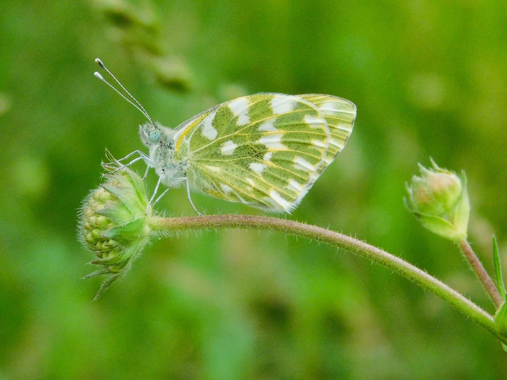 Фотографія Лето - время бабочек... / Ihor Hurtovyi / photographers.ua
