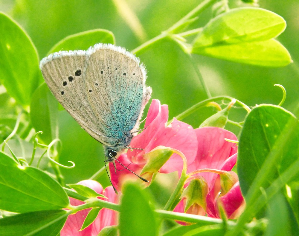 Фотографія Гарна квітка для чарівного метелика... / Ihor Hurtovyi / photographers.ua