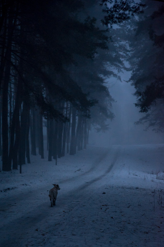 Фотографія Вечер в туманном бору / Инесса Боярчук / photographers.ua